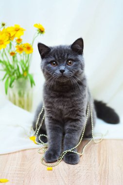 İskoç düz, lop kulaklı, kedi, yavru kedi, hayvan