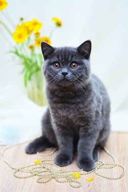 İskoç düz, lop kulaklı, kedi, yavru kedi, hayvan