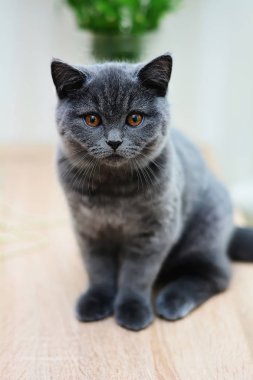 İskoç düz, lop kulaklı, kedi, yavru kedi, hayvan