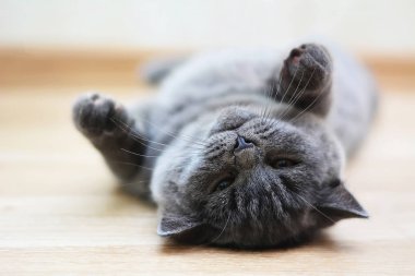 İskoç düz, lop kulaklı, kedi, yavru kedi, hayvan
