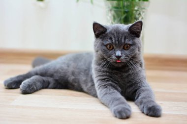 İskoç düz, lop kulaklı, kedi, yavru kedi, hayvan