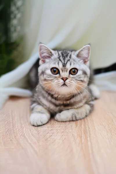 Scottish Straight Lop Eared Cat Kitten Animal — Stock Photo, Image