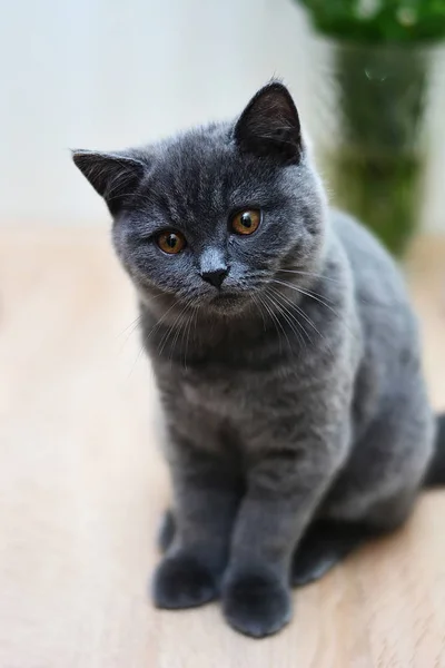 Skotska Raka Lop Eared Katt Kattunge Djur — Stockfoto