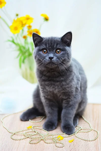 Scottish Straight Lop Eared Cat Kitten Animal — Stock Photo, Image