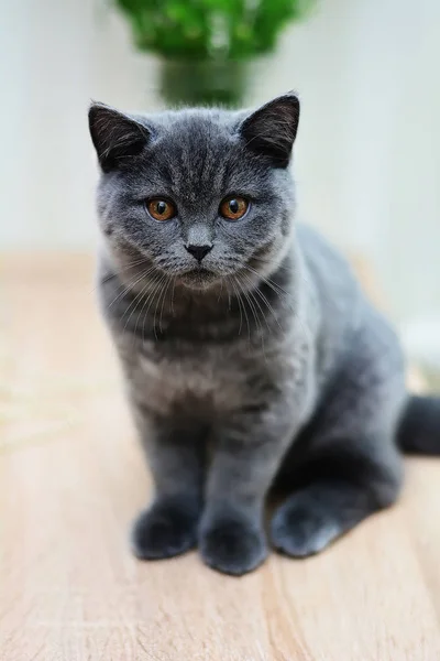 Skót Egyenes Lop Fülű Macska Cica Állat — Stock Fotó