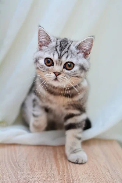 Escocês Linha Reta Lop Eared Gato Gatinho Animal — Fotografia de Stock