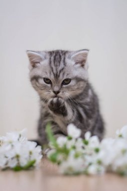 kitten cat scottish straight, lop-eared fluffy, animal clipart