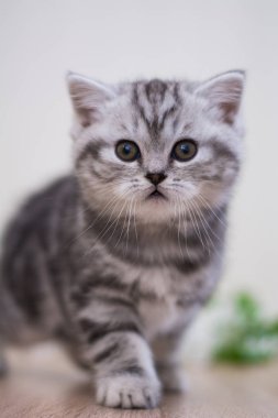 yavru kedi kedi İskoç düz, lop-eared kabarık, hayvan