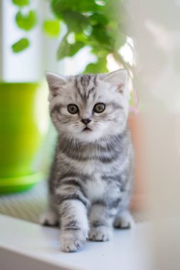 yavru kedi kedi İskoç düz, lop-eared kabarık, hayvan