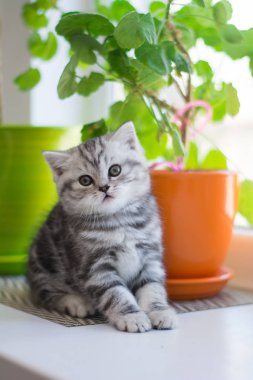 yavru kedi kedi İskoç düz, lop-eared kabarık, hayvan