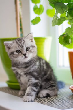 yavru kedi kedi İskoç düz, lop-eared kabarık, hayvan