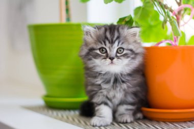 yavru kedi kedi İskoç düz, lop-eared kabarık, hayvan