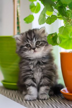 yavru kedi kedi İskoç düz, lop-eared kabarık, hayvan