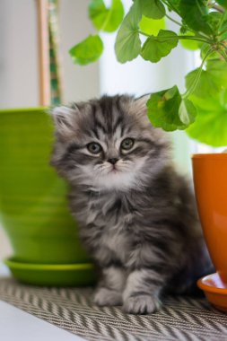 yavru kedi kedi İskoç düz, lop-eared kabarık, hayvan