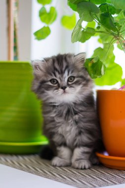 yavru kedi kedi İskoç düz, lop-eared kabarık, hayvan