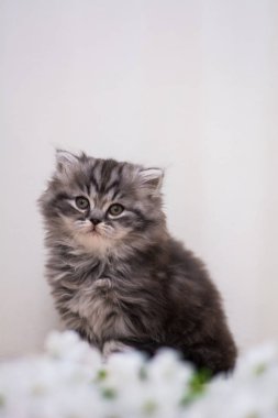 yavru kedi kedi İskoç düz, lop-eared kabarık, hayvan