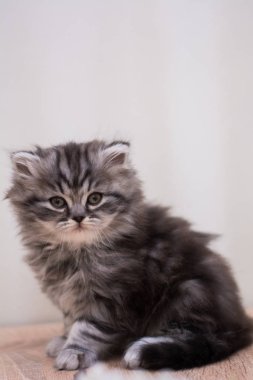 yavru kedi kedi İskoç düz, lop-eared kabarık, hayvan