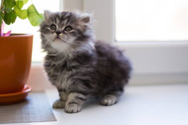 yavru kedi kedi İskoç düz, lop-eared kabarık, hayvan