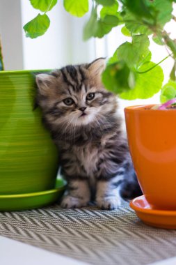 yavru kedi kedi İskoç düz, lop-eared kabarık, hayvan