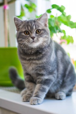 yavru kedi kedi İskoç düz, lop-eared kabarık, hayvan