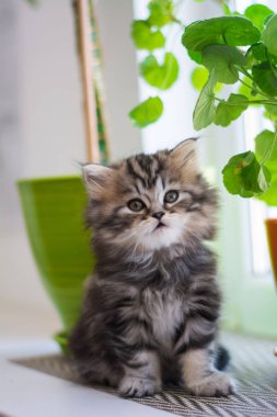 yavru kedi kedi İskoç düz, lop-eared kabarık, hayvan