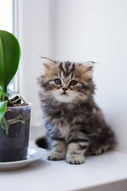 yavru kedi kedi İskoç düz, lop-eared kabarık, hayvan