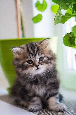 yavru kedi kedi İskoç düz, lop-eared kabarık, hayvan