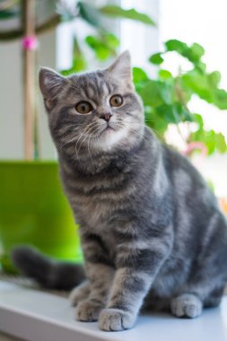 yavru kedi kedi İskoç düz, lop-eared kabarık, hayvan