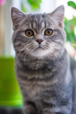 yavru kedi kedi İskoç düz, lop-eared kabarık, hayvan