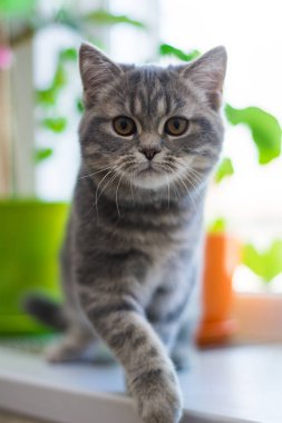 yavru kedi kedi İskoç düz, lop-eared kabarık, hayvan