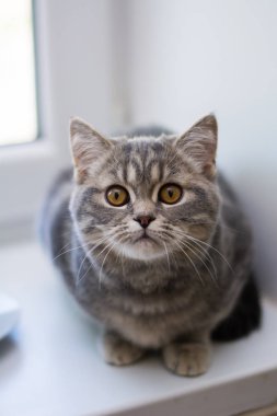 yavru kedi kedi İskoç düz, lop-eared kabarık, hayvan