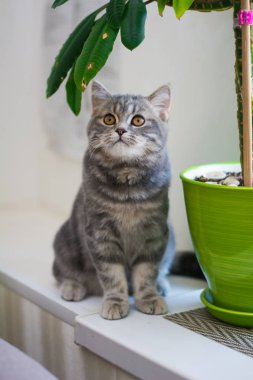 yavru kedi kedi İskoç düz, lop-eared kabarık, hayvan