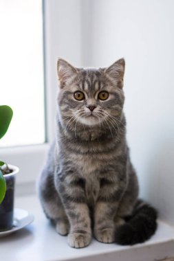 yavru kedi kedi İskoç düz, lop-eared kabarık, hayvan