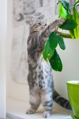 yavru kedi kedi İskoç düz, lop-eared kabarık, hayvan