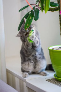 yavru kedi kedi İskoç düz, lop-eared kabarık, hayvan