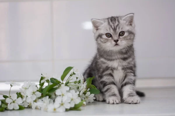 Kätzchen Katze Schottisch Gerade Lockig Flauschig Tier — Stockfoto