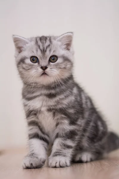 Kitten Kat Schotse Rechte Brokkelige Pluizig Dier — Stockfoto