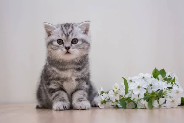 Kätzchen Katze Schottisch Gerade Lockig Flauschig Tier — Stockfoto