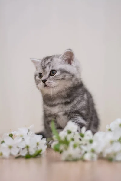 Kätzchen Katze Schottisch Gerade Lockig Flauschig Tier — Stockfoto