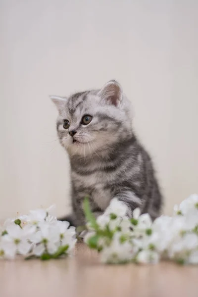 Yavru Kedi Kedi Skoç Düz Kayrak Kabarık Hayvan — Stok fotoğraf