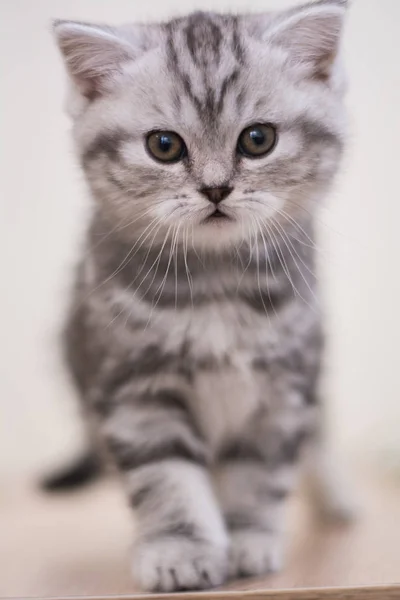 Γατάκι Γάτα Σκωτίας Ευθεία Εύθρυπτη Αφράτο Ζώο — Φωτογραφία Αρχείου