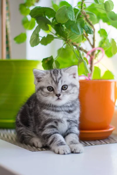 Kociak Kot Koty Syjamskie Zwisłouche Puszyste Zwierząt — Zdjęcie stockowe