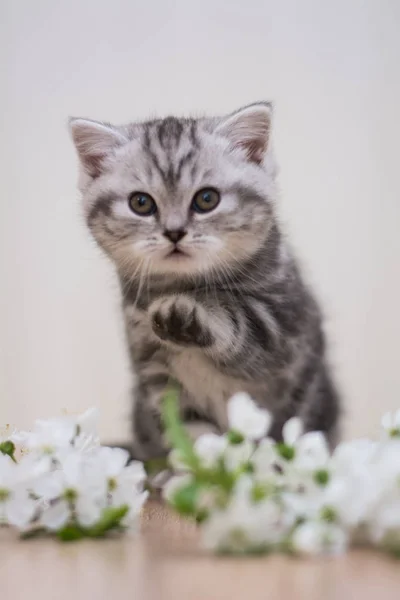 Kitten Cat Scottish Straight Lop Eared Fluffy Animal — Stock Photo, Image