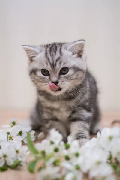 Kitten Kat Schotse Rechte Droeve Pluizig Dier — Stockfoto