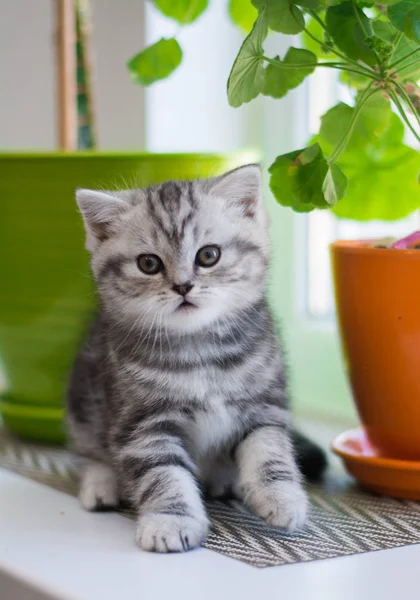 Gatito Gato Escocés Recta Lop Orejas Esponjoso Animal — Foto de Stock