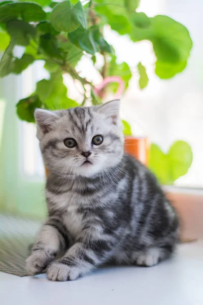 Kitten Kat Schotse Rechte Droeve Pluizig Dier — Stockfoto