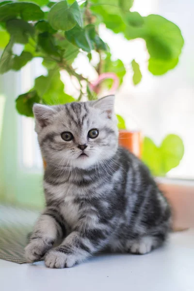 Gatinho Scottish Linha Reta Lop Eared Fofo Animal — Fotografia de Stock