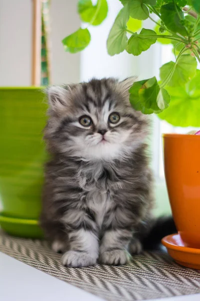 Yavru Kedi Kedi Skoç Düz Lop Eared Kabarık Hayvan — Stok fotoğraf