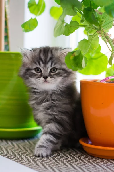 Gatito Gato Escocés Recta Lop Orejas Esponjoso Animal —  Fotos de Stock