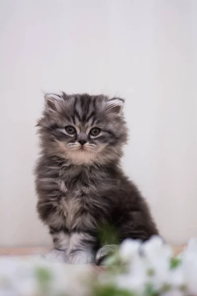 Kitten Kat Schotse Rechte Droeve Pluizig Dier — Stockfoto